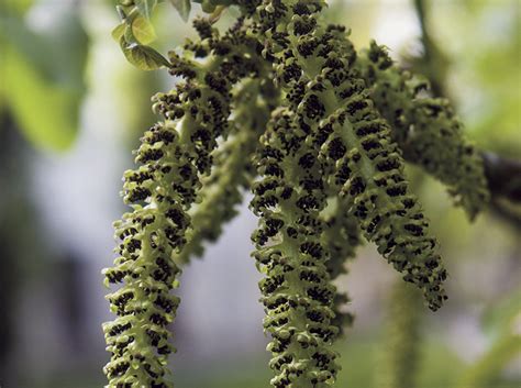 bajar pepa|Bioestimulantes y reguladores de crecimiento en nogal: cuáles, cuánd.